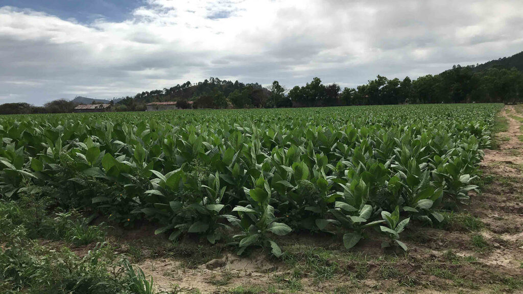 Uso del agua en los cultivos de Tabaco. Estelí|©Galería News