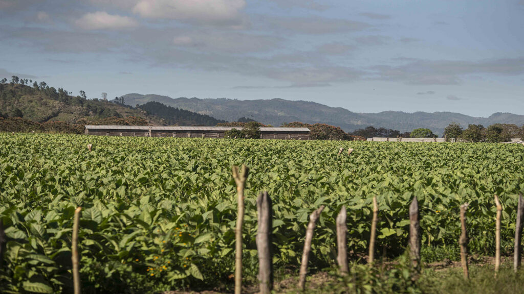 Riego en los Cultivos de Tabaco. Estelí|©Galería News