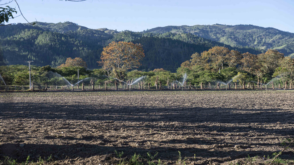 Uso del agua en los cultivos de Tabaco. Estelí|©Galería News