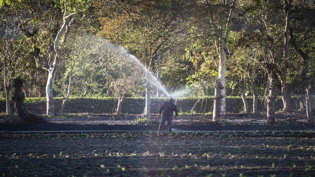 Uso del agua en los cultivos de Tabaco. Estelí|©Galería News
