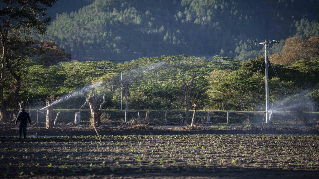 Uso del agua en los cultivos de Tabaco. Estelí|©Galería News