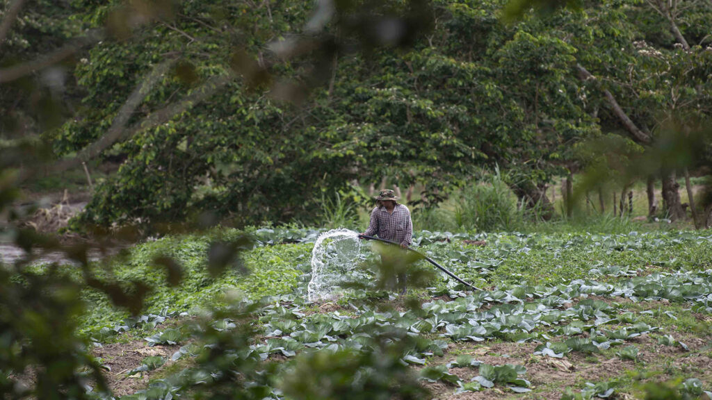 Uso del agua en los cultivos de Tabaco. Estelí|©Galería News