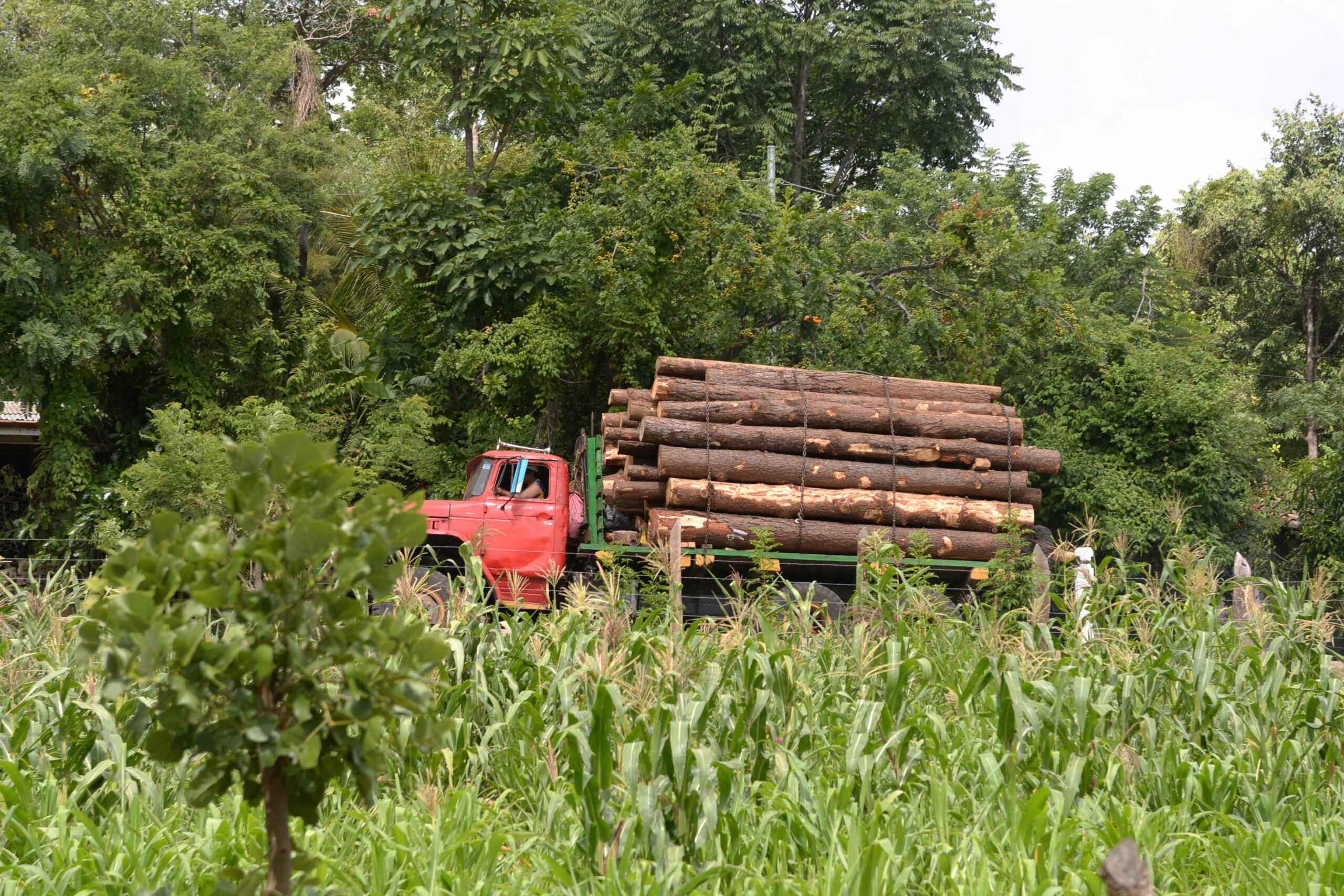 Nicaragua: Despale de Pinos