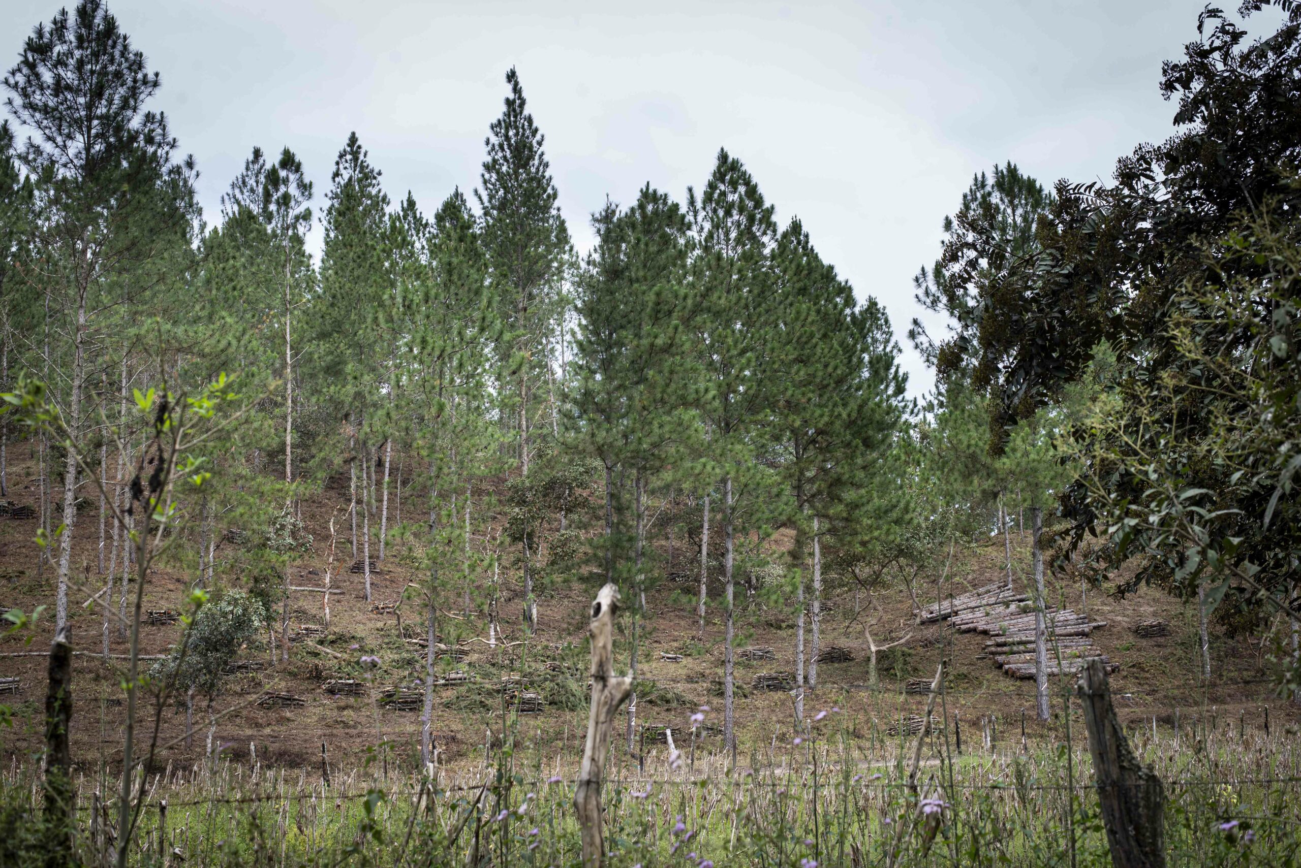 Nicaragua: Despale de Pinos
