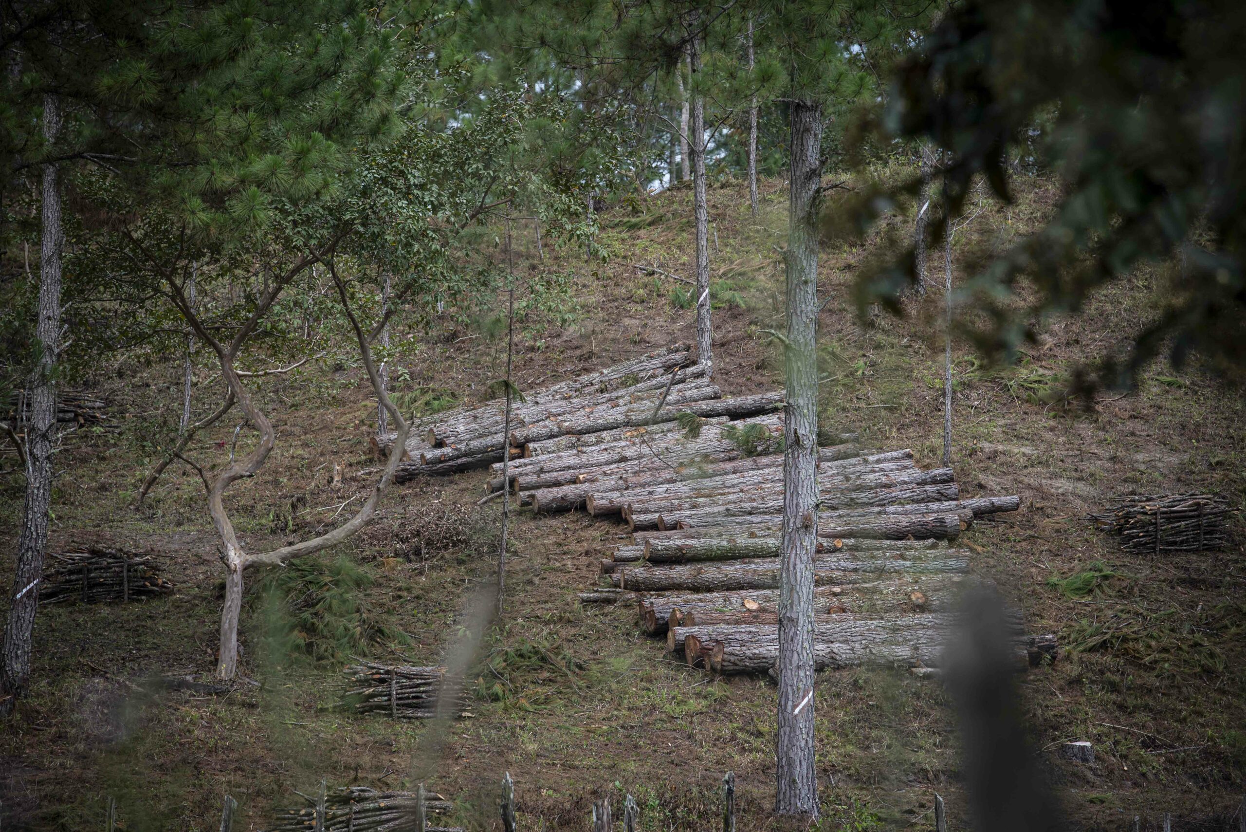 Nicaragua: Despale de Pinos
