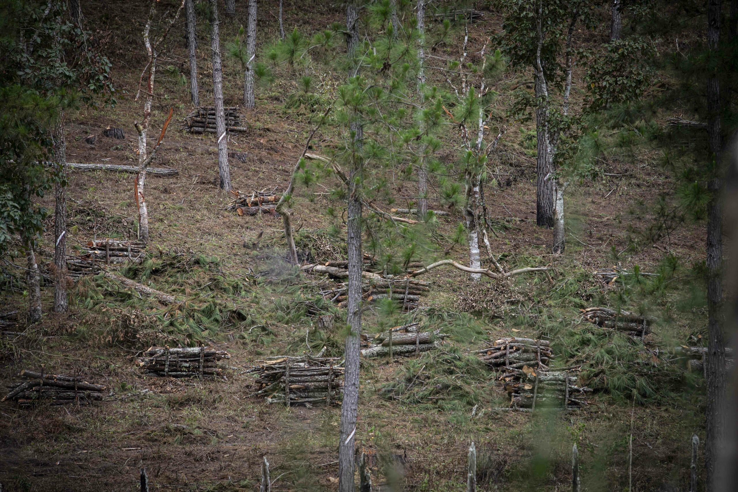 Nicaragua: Despale de Pinos