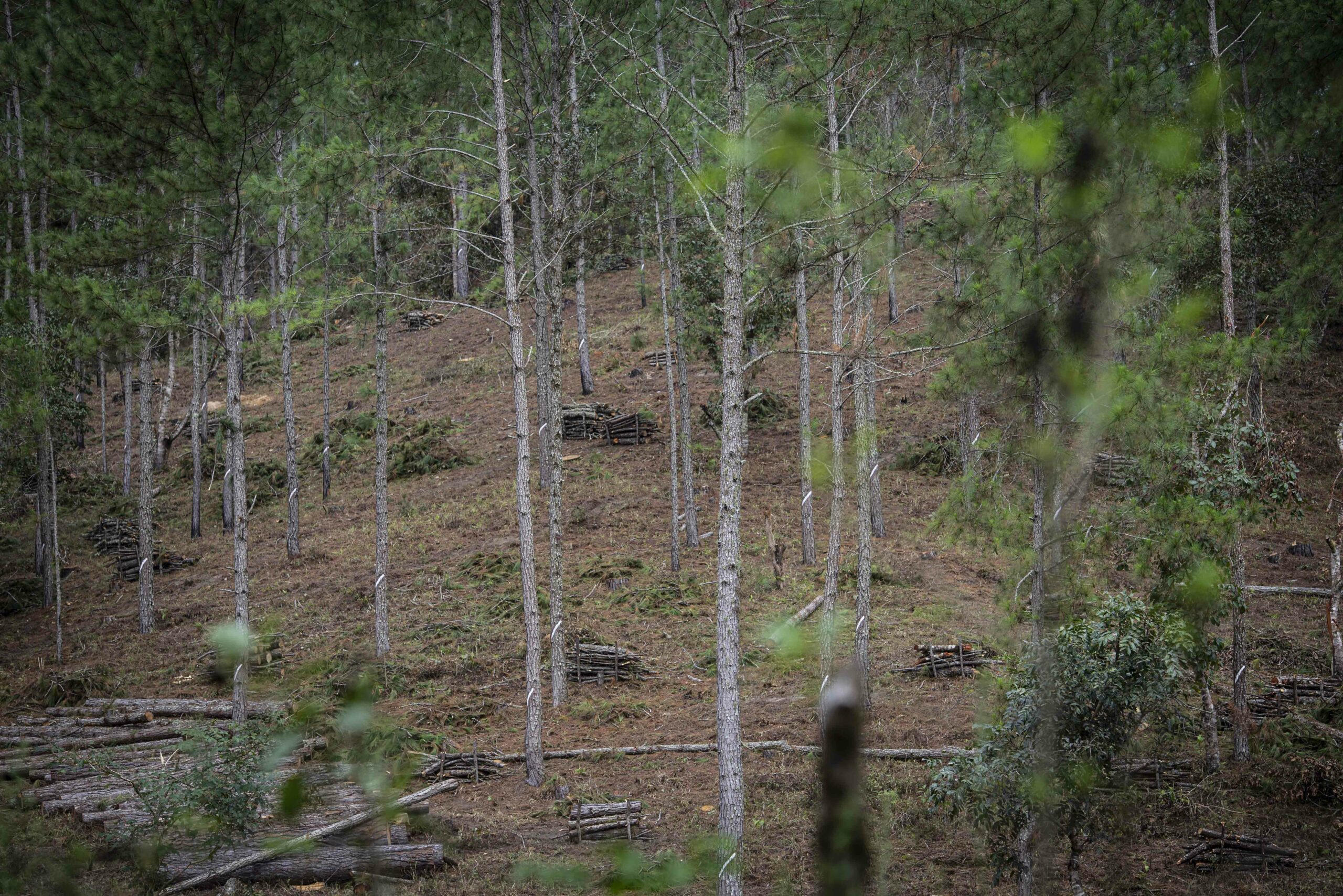 Nicaragua: Despale de Pinos