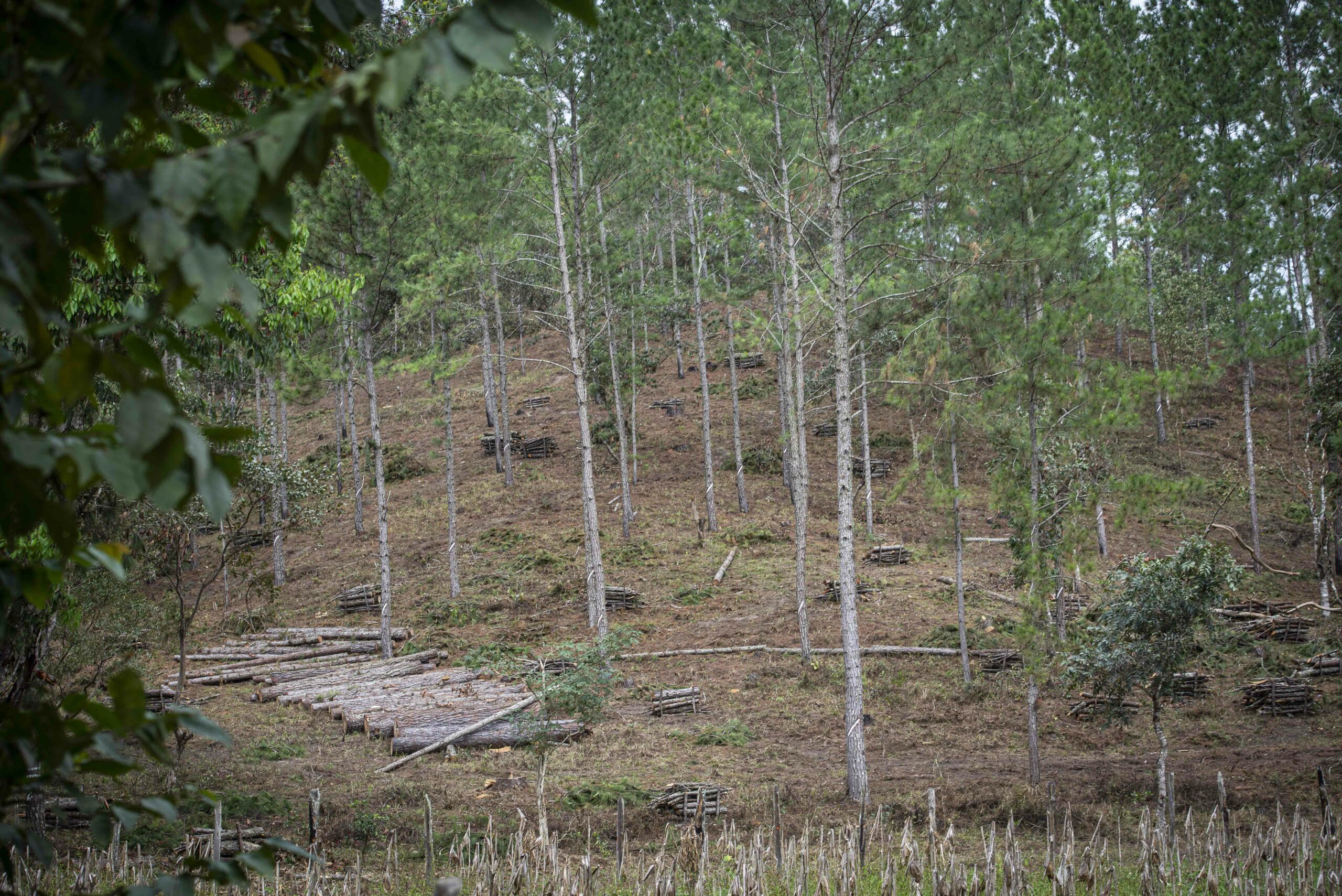 Nicaragua: Despale de Pinos