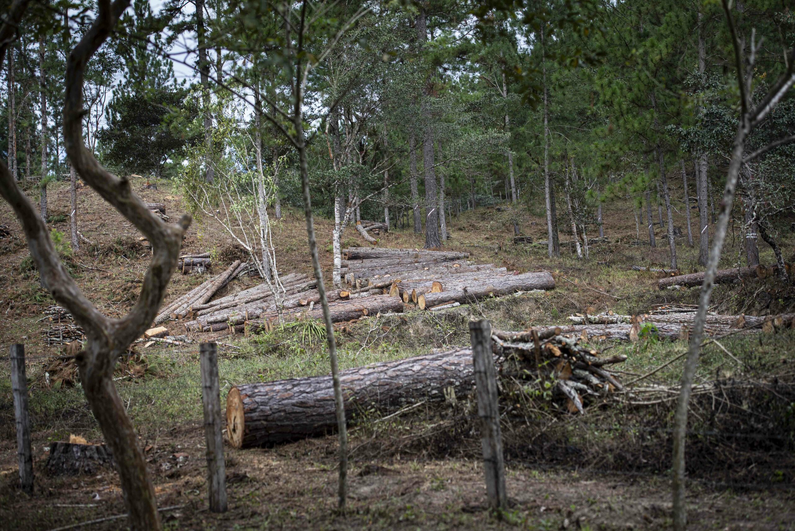 Nicaragua: Despale de Pinos