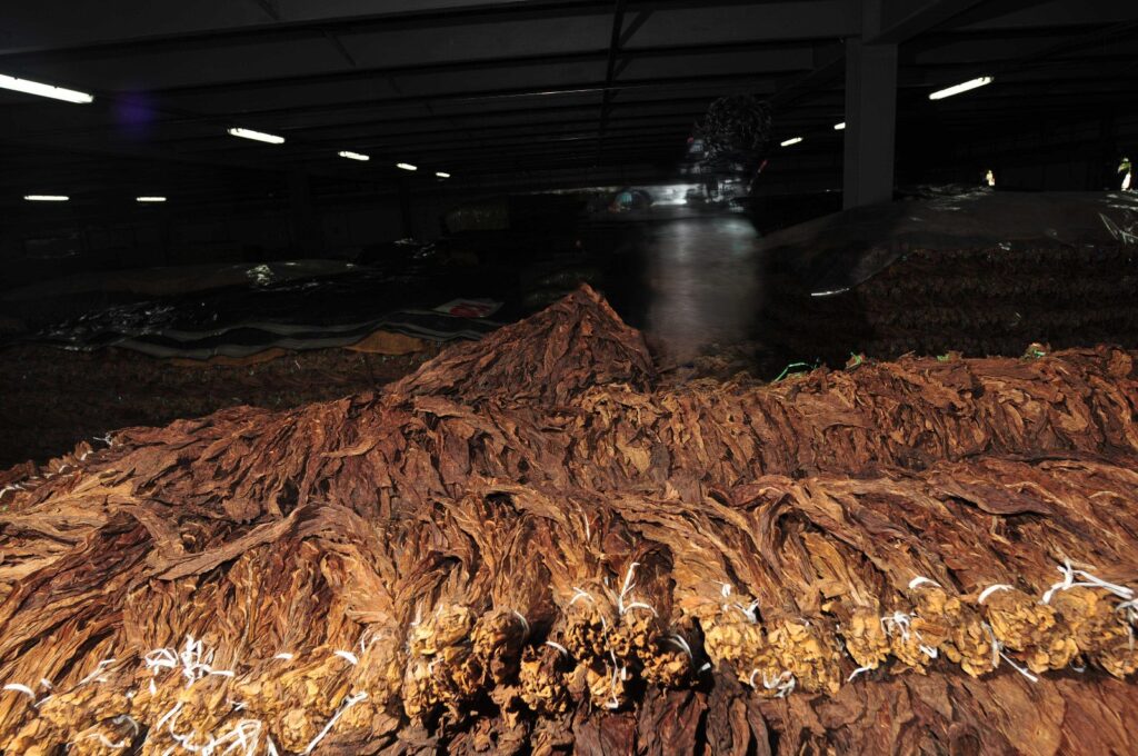 Hojas de tabaco listas para manufactura de puros.|©Galería News