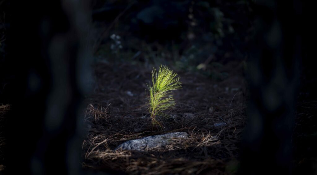 Los verdaderos gorgojos descortezadores del pino